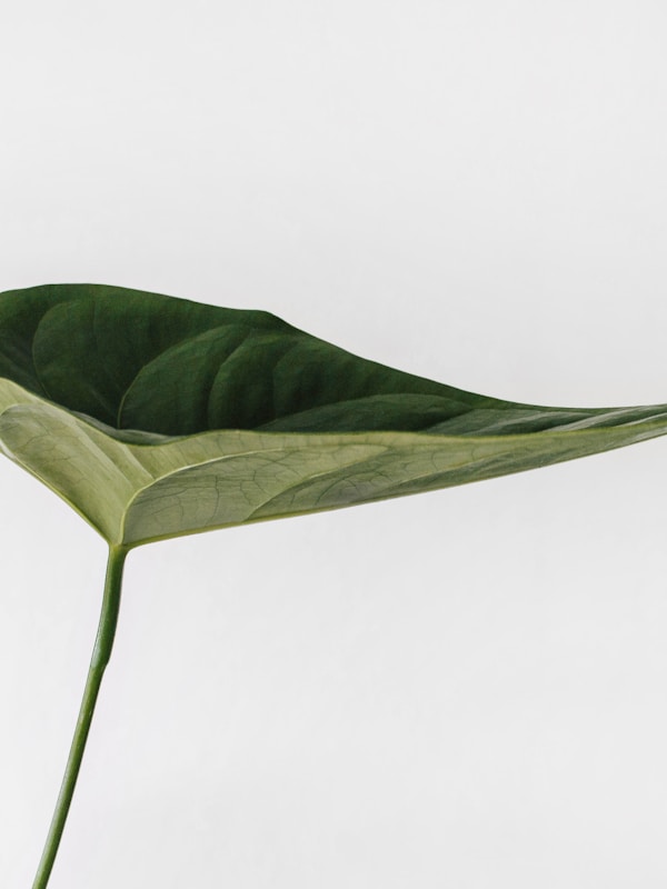 白いリネンカーテンから差す朝光